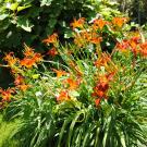 B&B BellaRose