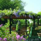 Gastenverblijf Wisteria