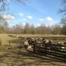 B&B Slaoperij