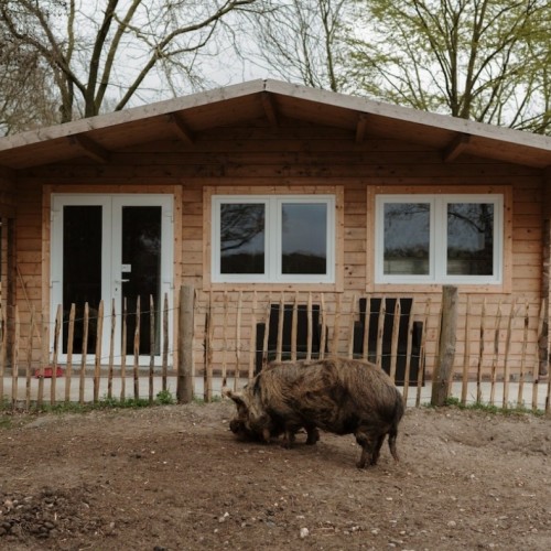 De Knor
