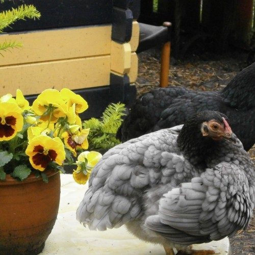 Bed and Breakfast de Witte Reiger