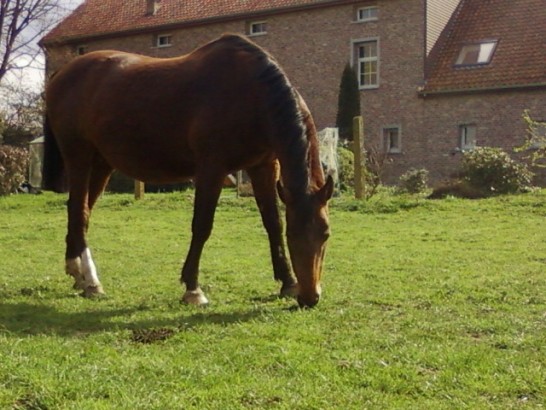B&B Hof ter Haegen